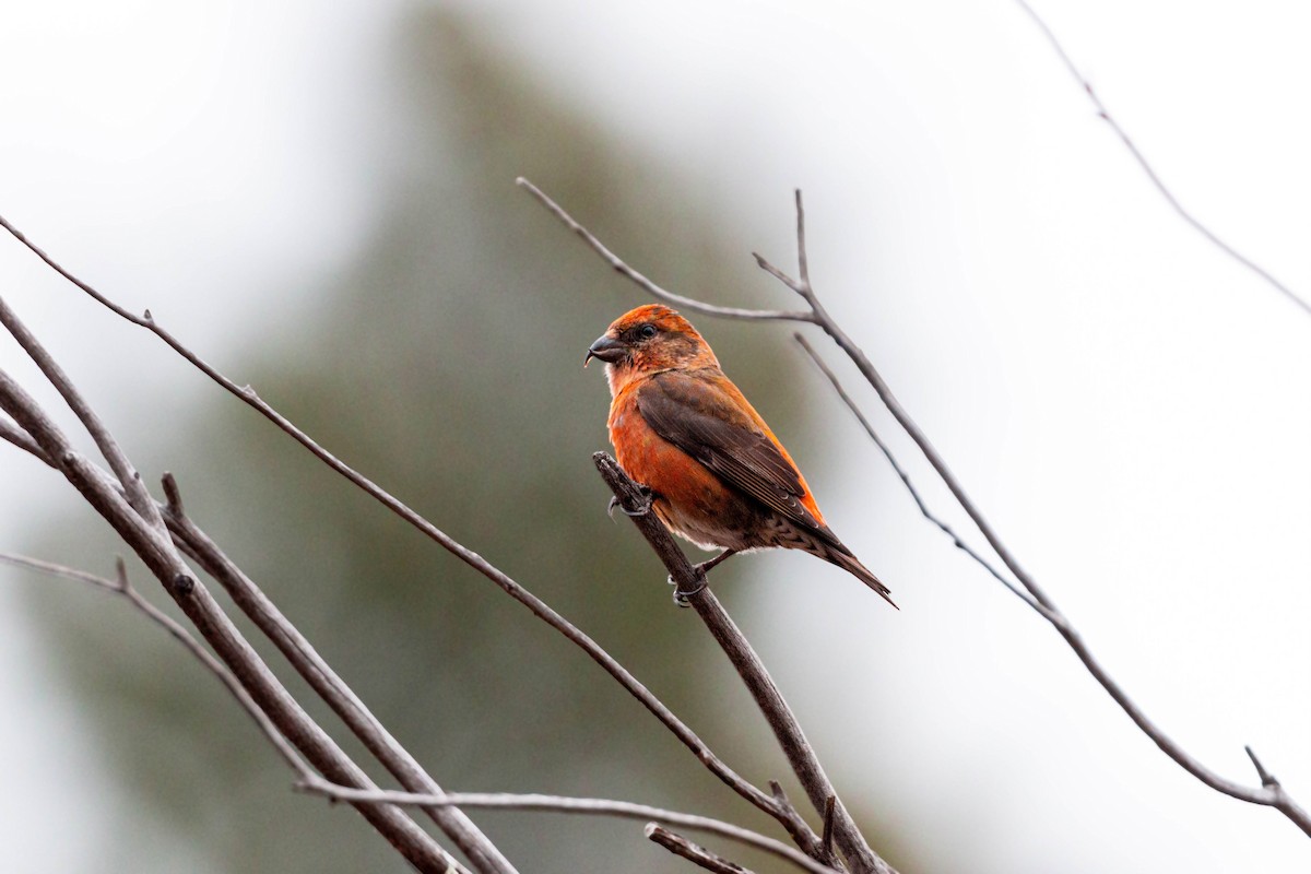 Red Crossbill - ML620628808