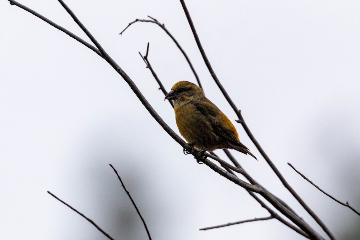 Red Crossbill - ML620628809