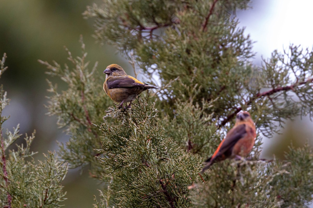 Red Crossbill - ML620628811