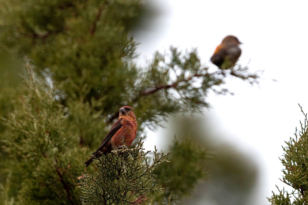 Red Crossbill - ML620628812