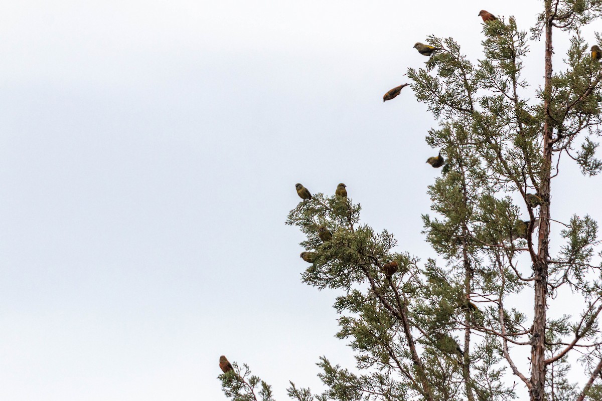 Red Crossbill - William Clark