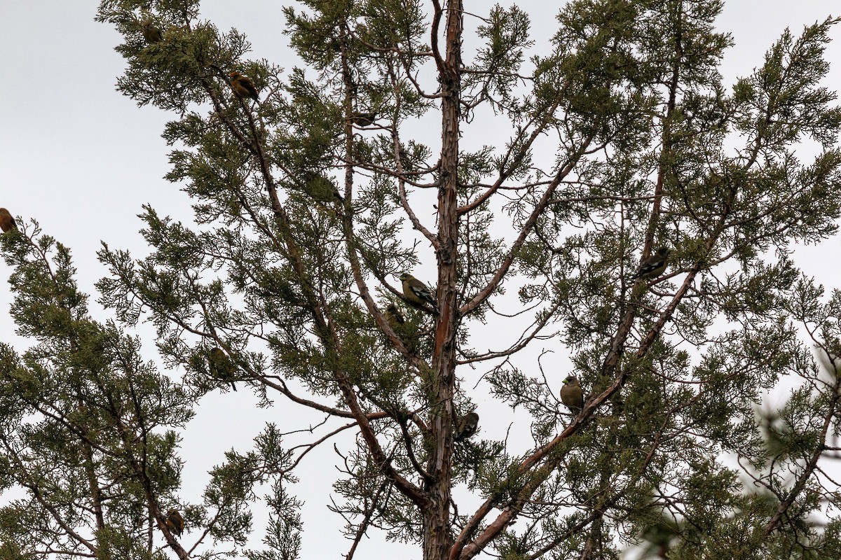 Red Crossbill - ML620628814