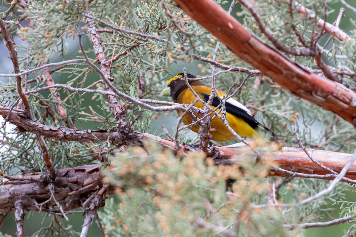 Evening Grosbeak - ML620628815