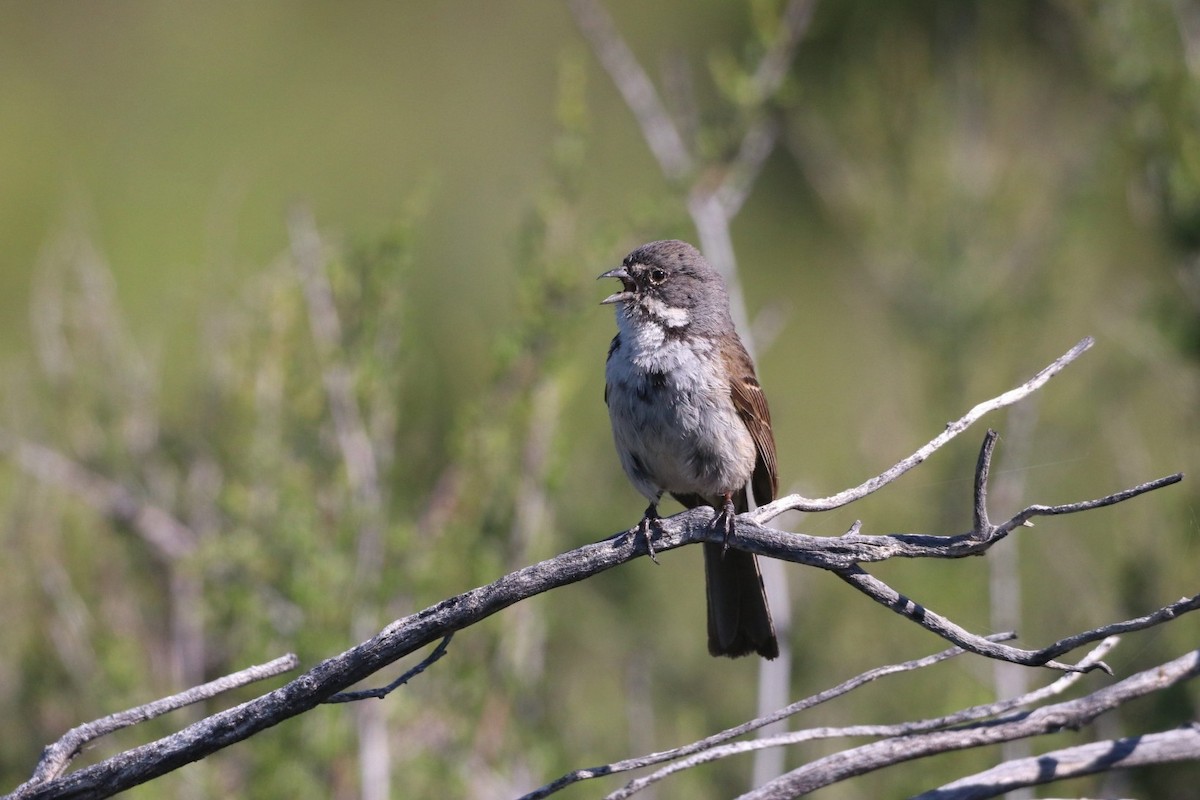 Bell's Sparrow - ML620628816