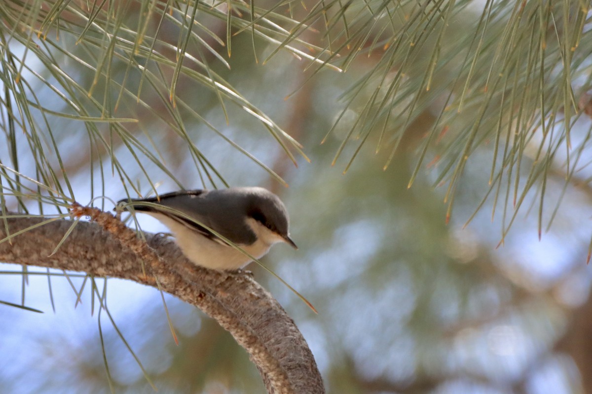 Pygmy Nuthatch - ML620628817