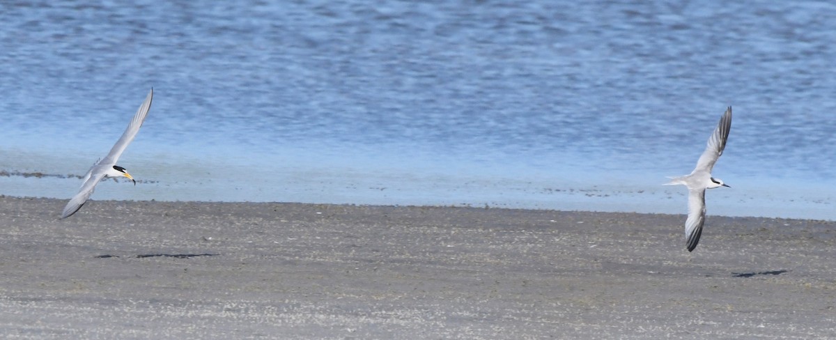 Least Tern - ML620628818