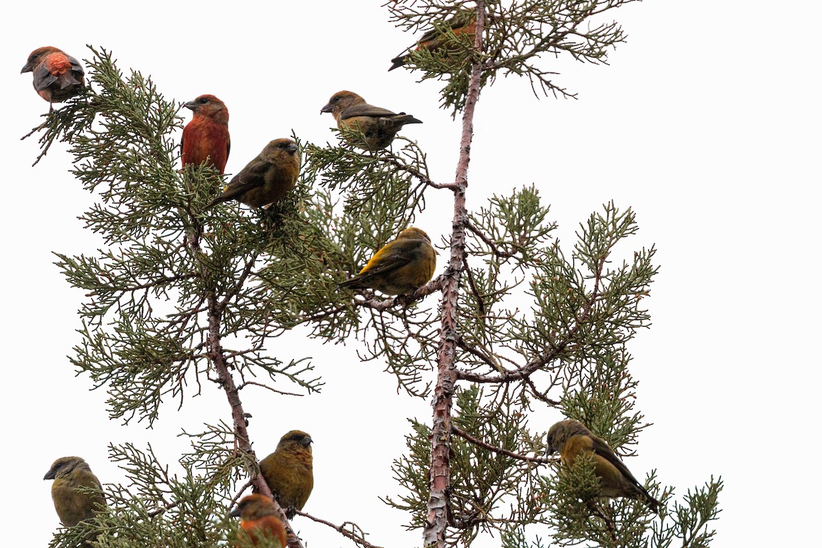 Red Crossbill - William Clark