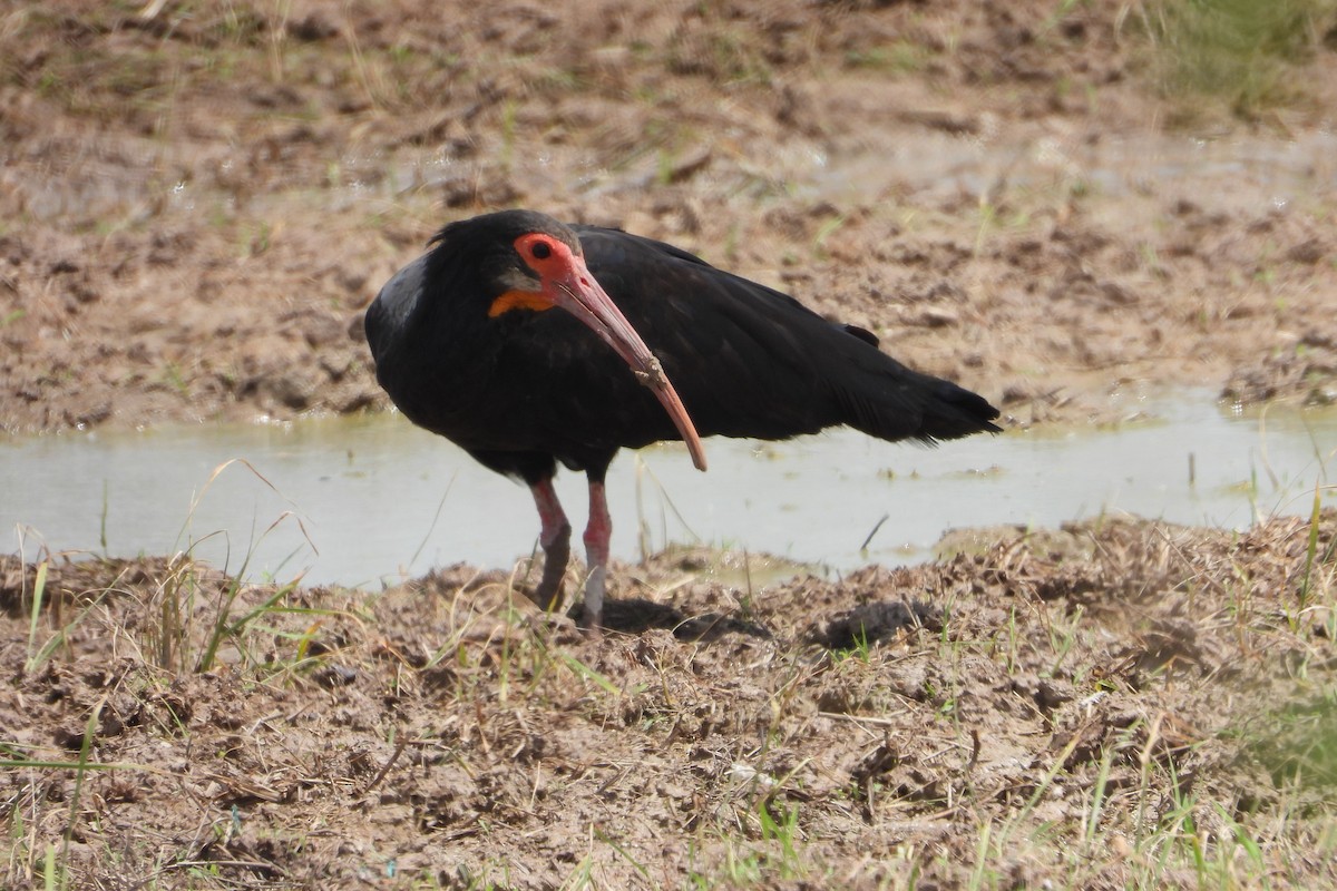 ibis dlouhoocasý - ML620628820