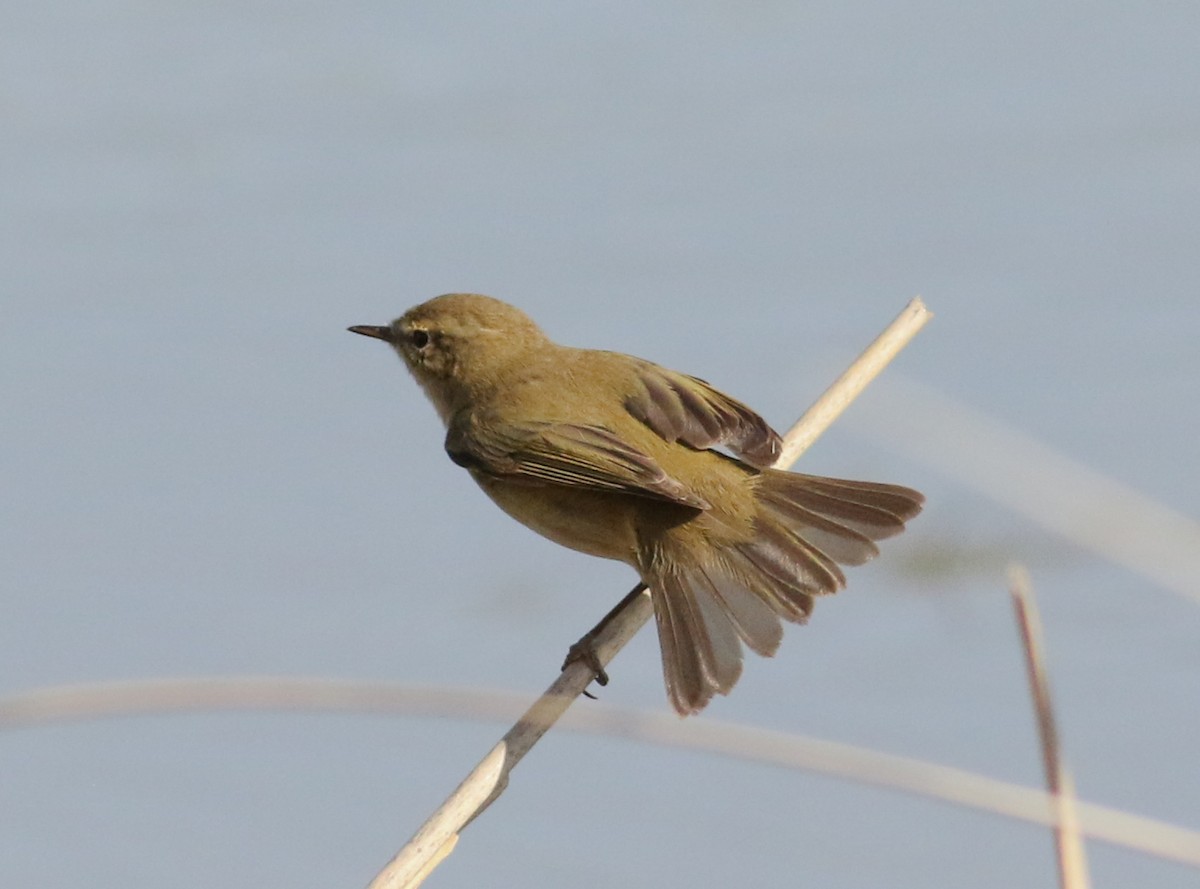 Mosquitero Común - ML620628822