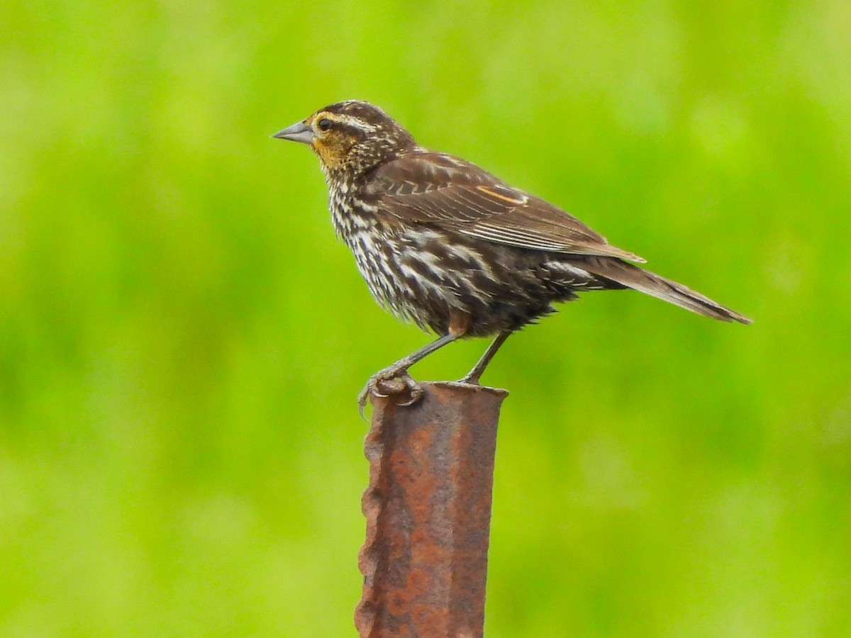 Red-winged Blackbird - ML620628826