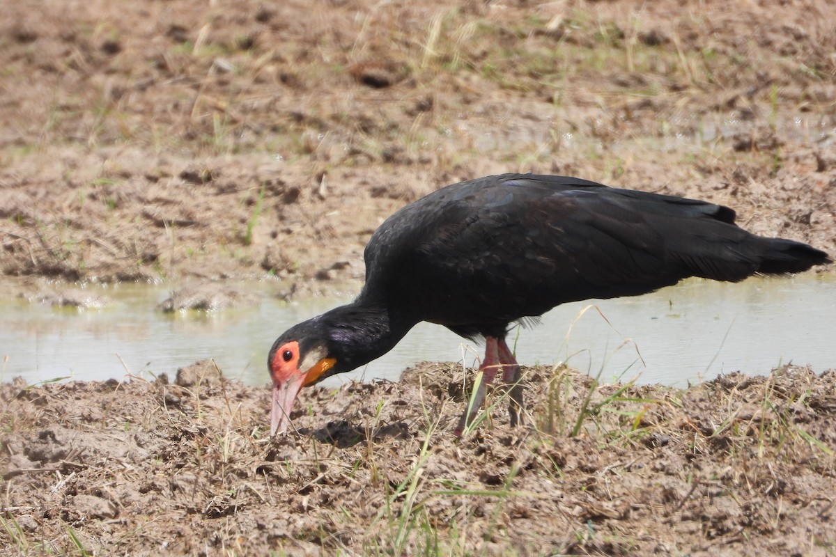 Sharp-tailed Ibis - ML620628827