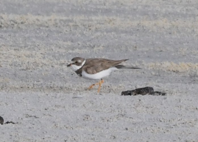 Semipalmated Plover - ML620628828