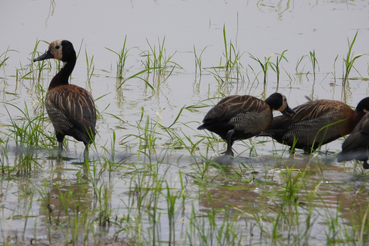 White-faced Whistling-Duck - ML620628830