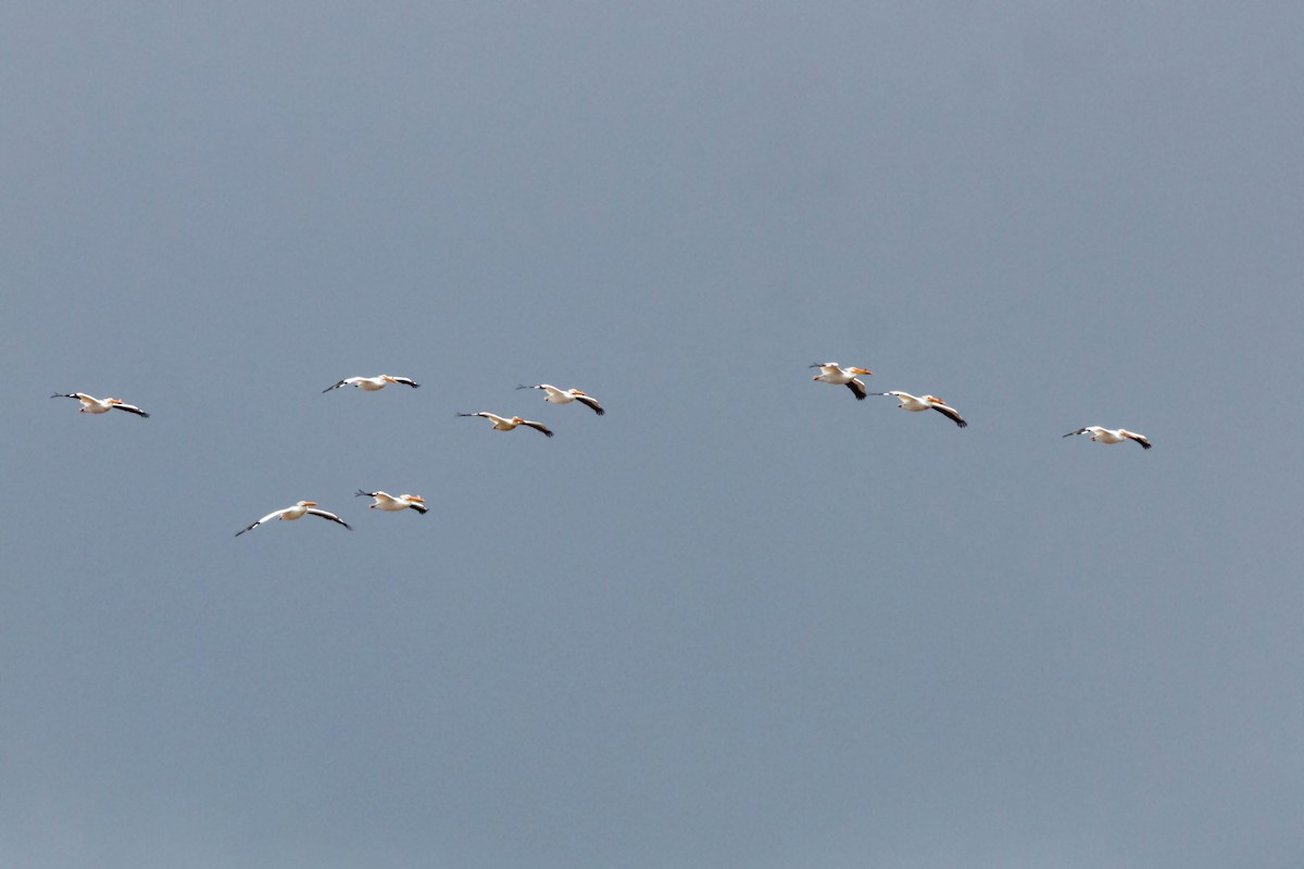 American White Pelican - ML620628831