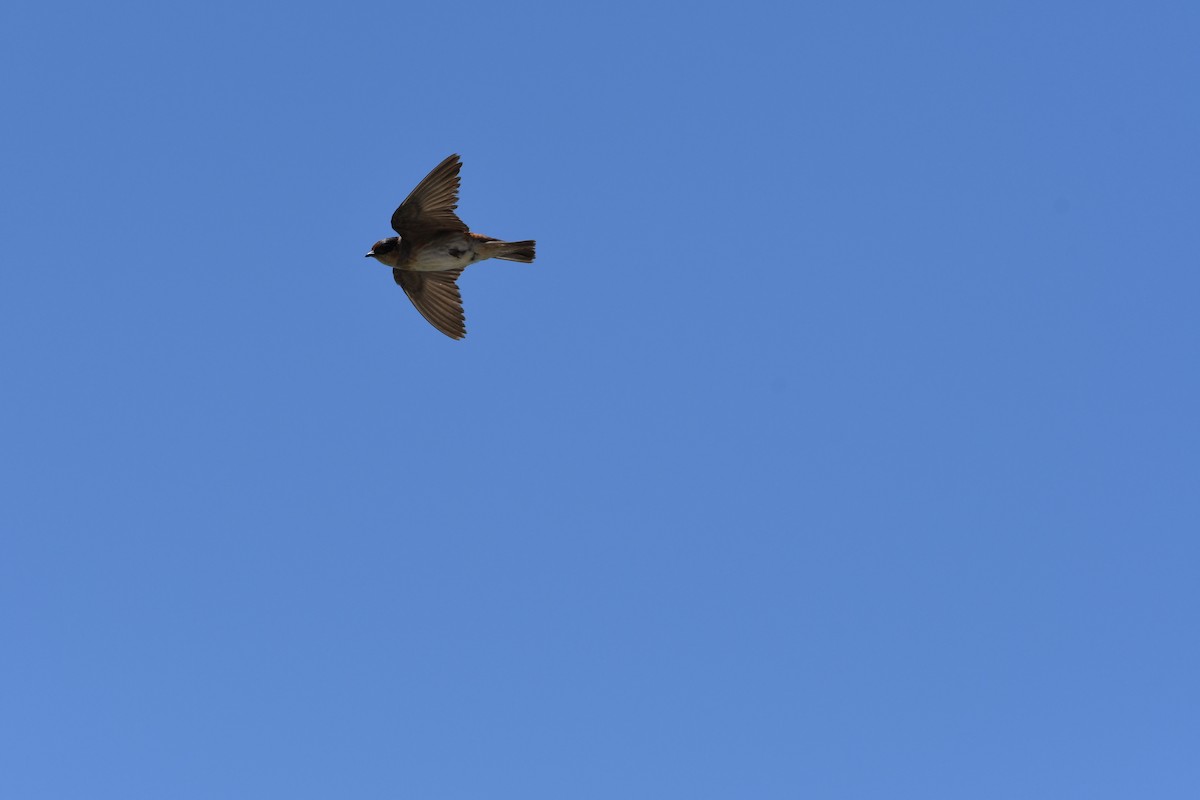 Cave Swallow - ML620628832