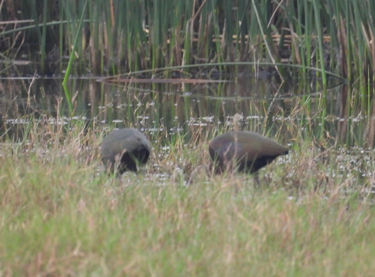 White-faced Ibis - ML620628833