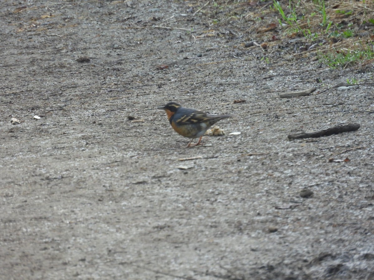 Varied Thrush - ML620628835