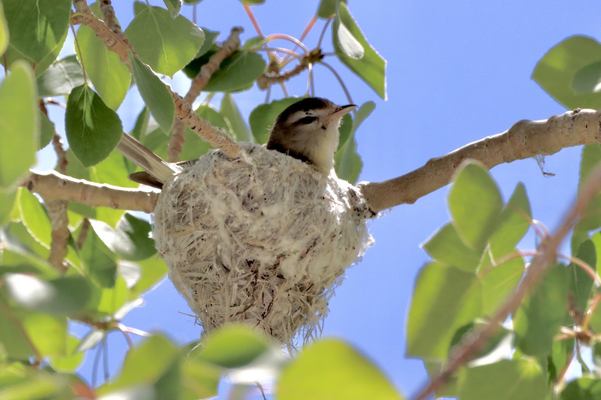 Warbling Vireo - ML620628836