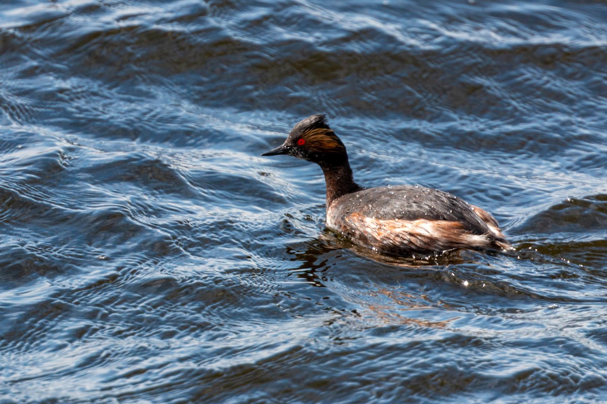 Eared Grebe - ML620628839