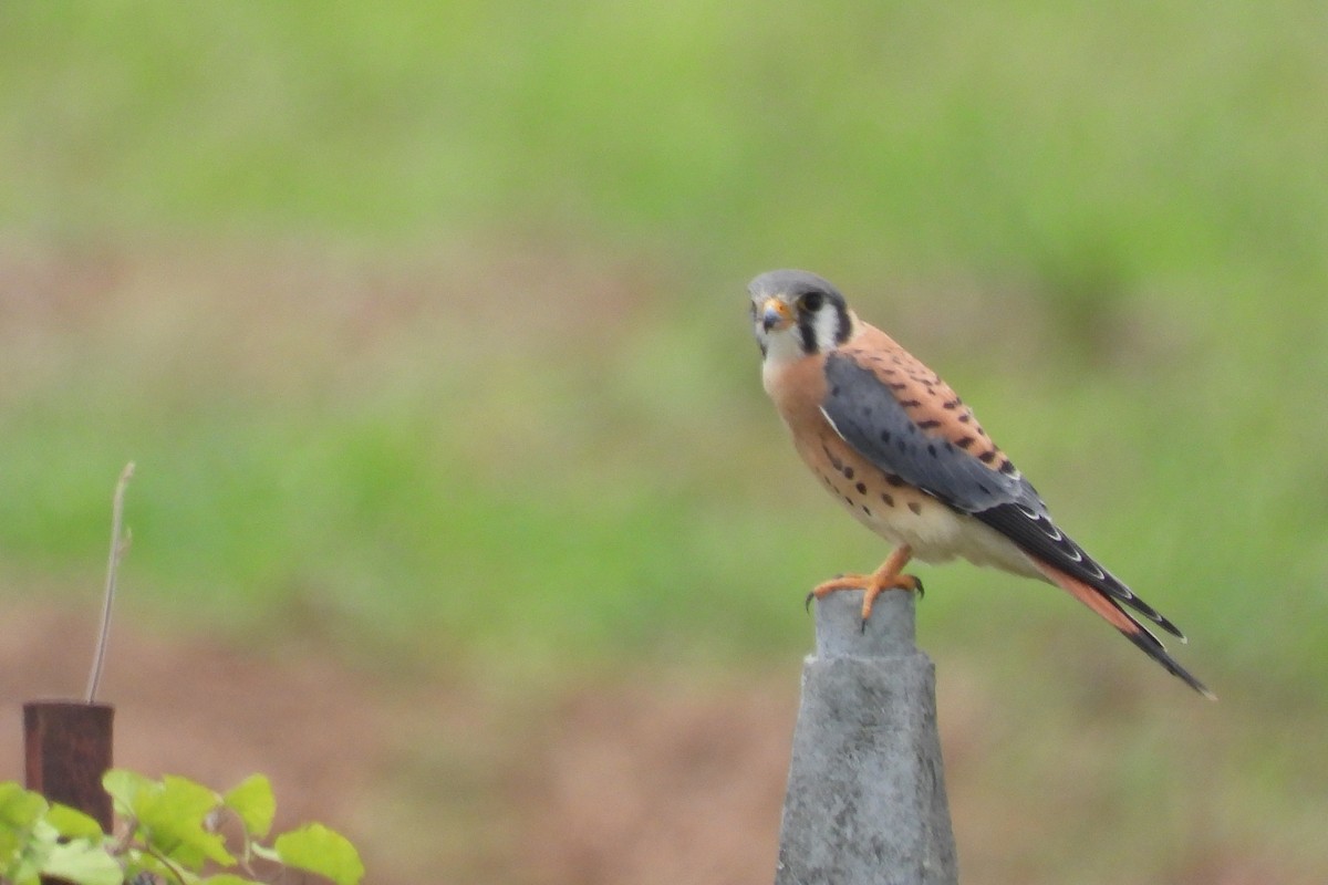 American Kestrel - ML620628840