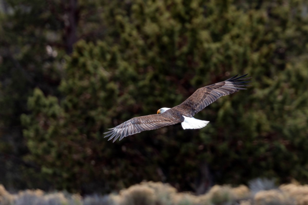 Bald Eagle - ML620628841