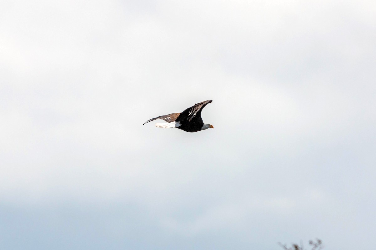 Bald Eagle - William Clark