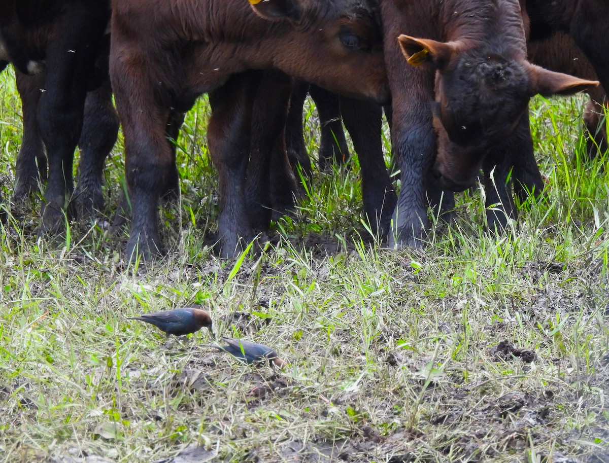 Brown-headed Cowbird - ML620628845