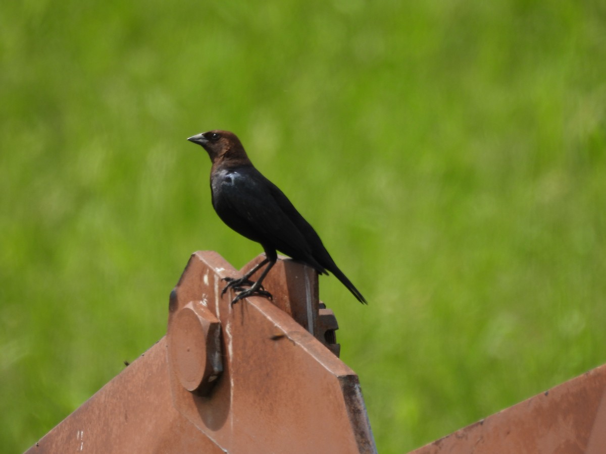 Brown-headed Cowbird - ML620628846