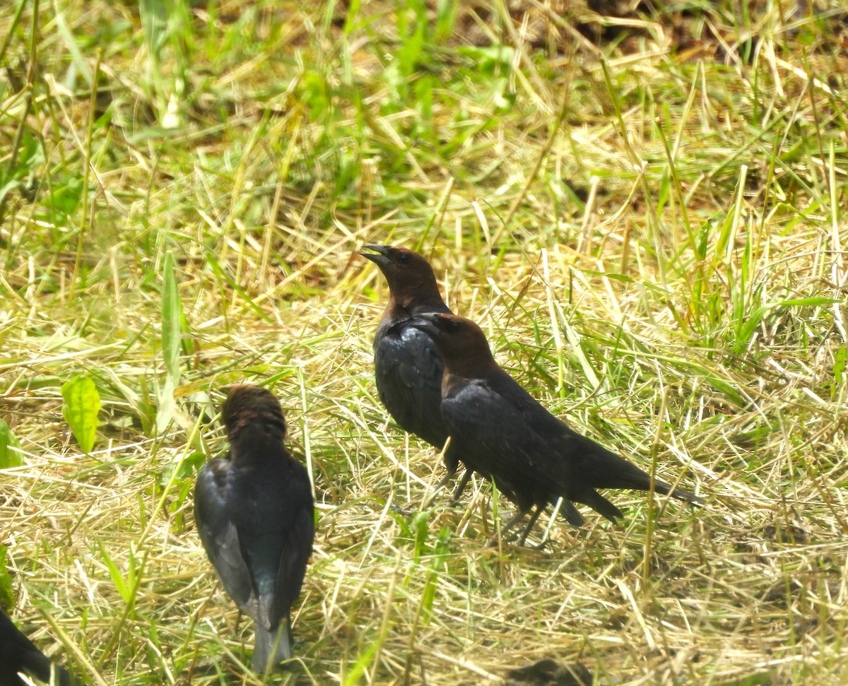 Brown-headed Cowbird - ML620628847