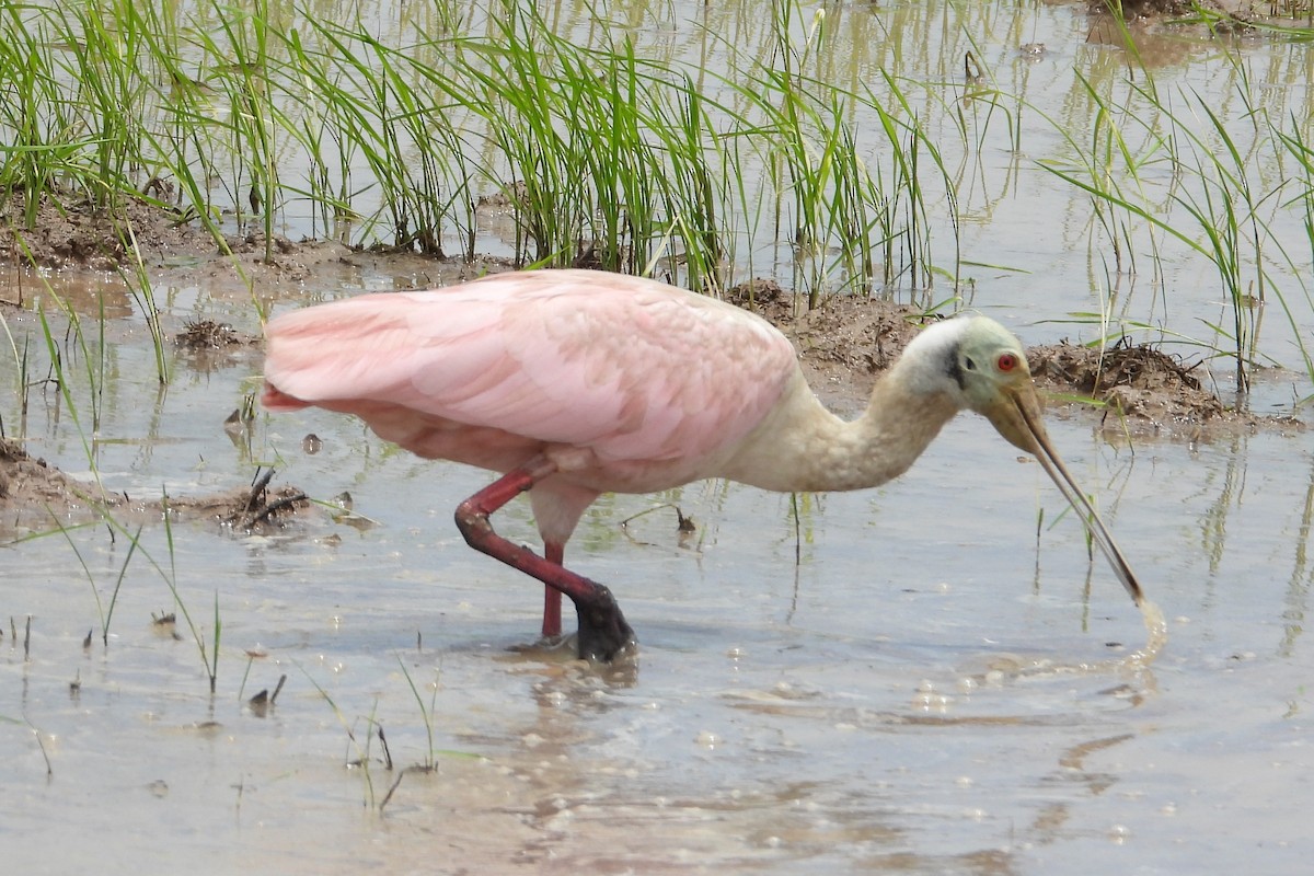 Roseate Spoonbill - ML620628848