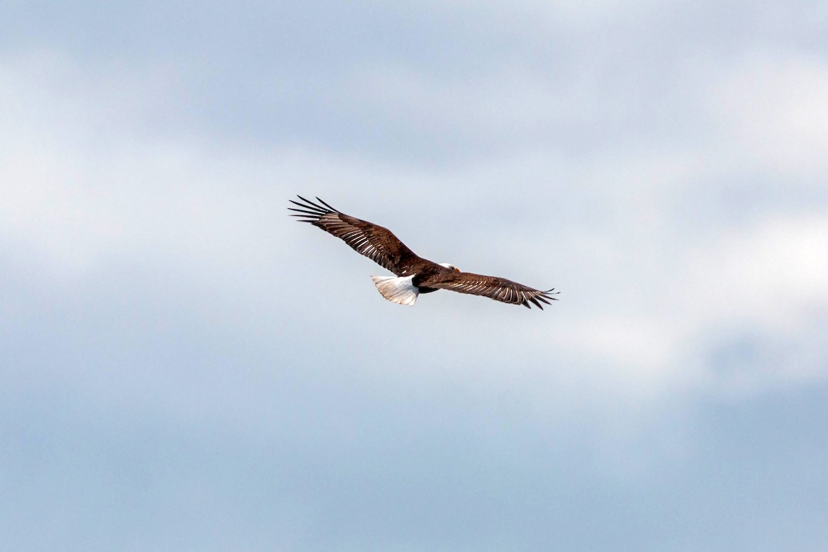 Bald Eagle - ML620628853