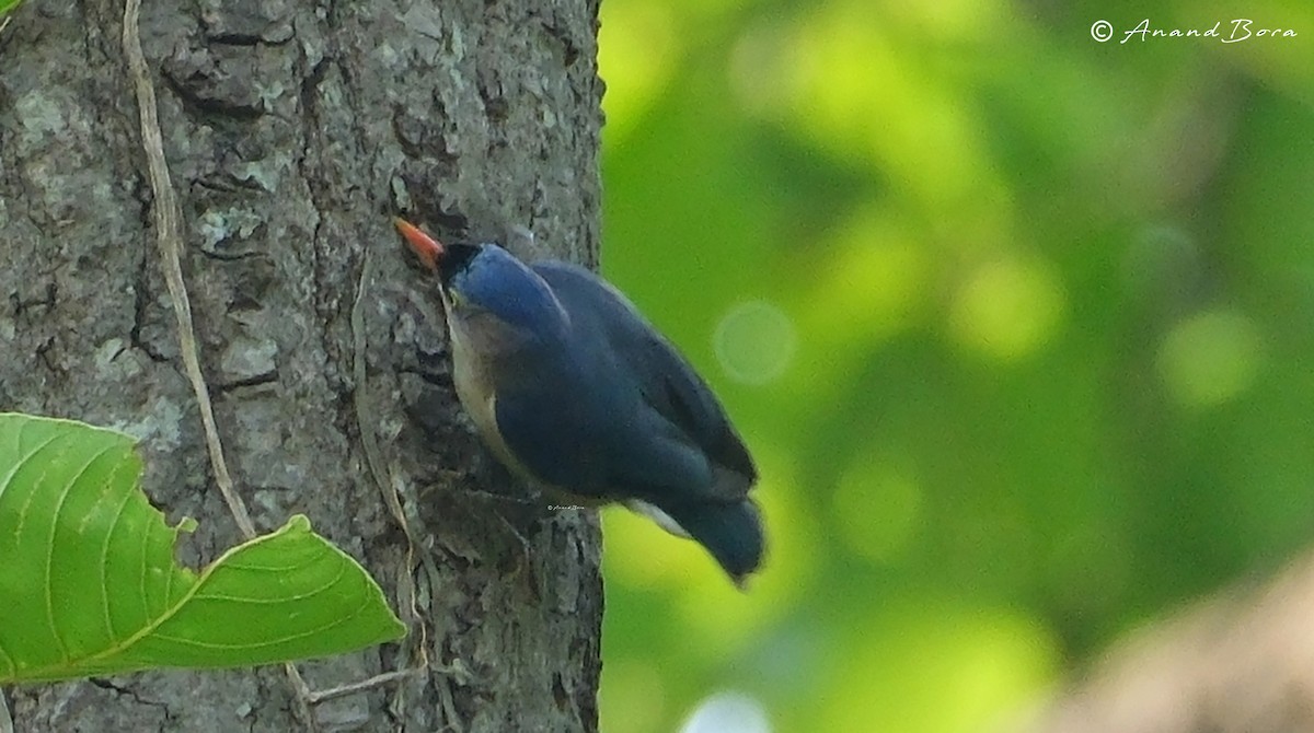 Velvet-fronted Nuthatch - ML620628856