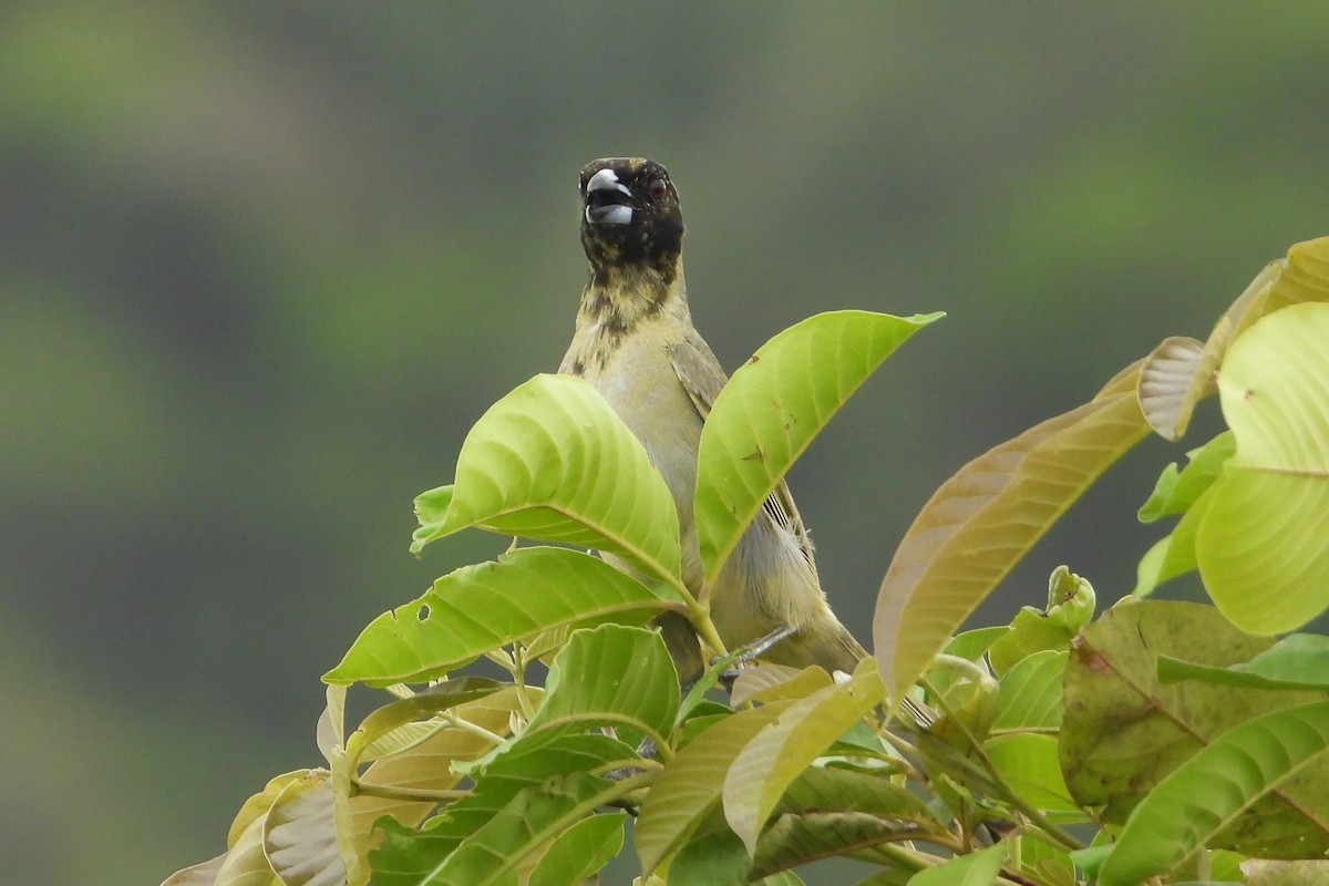 Black-faced Tanager - ML620628857