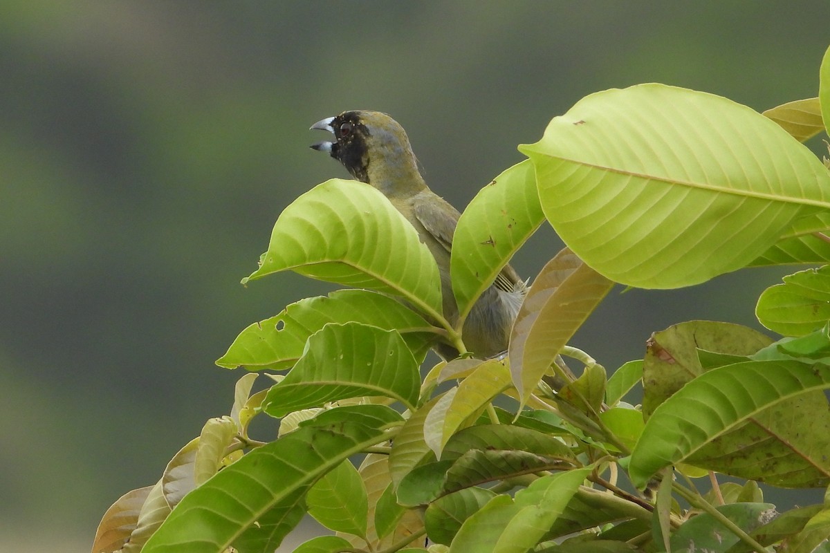 Black-faced Tanager - ML620628858