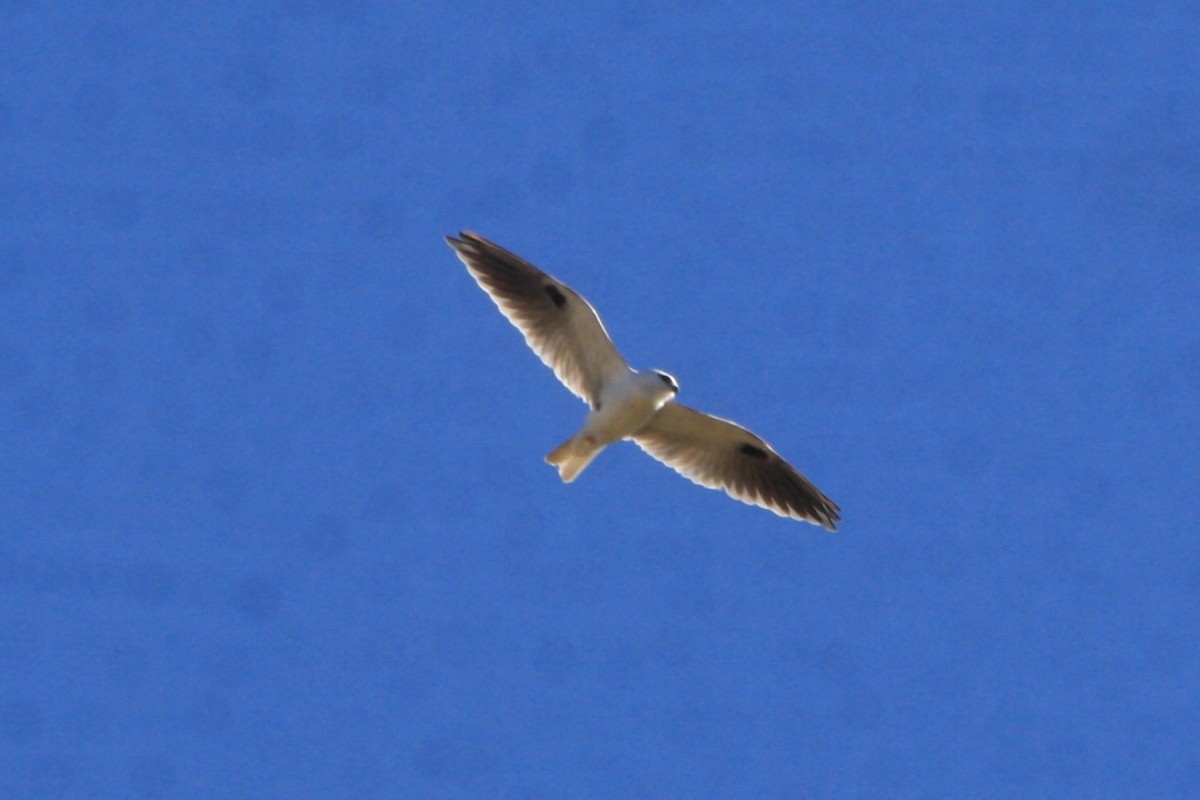 Black-shouldered Kite - ML620628862