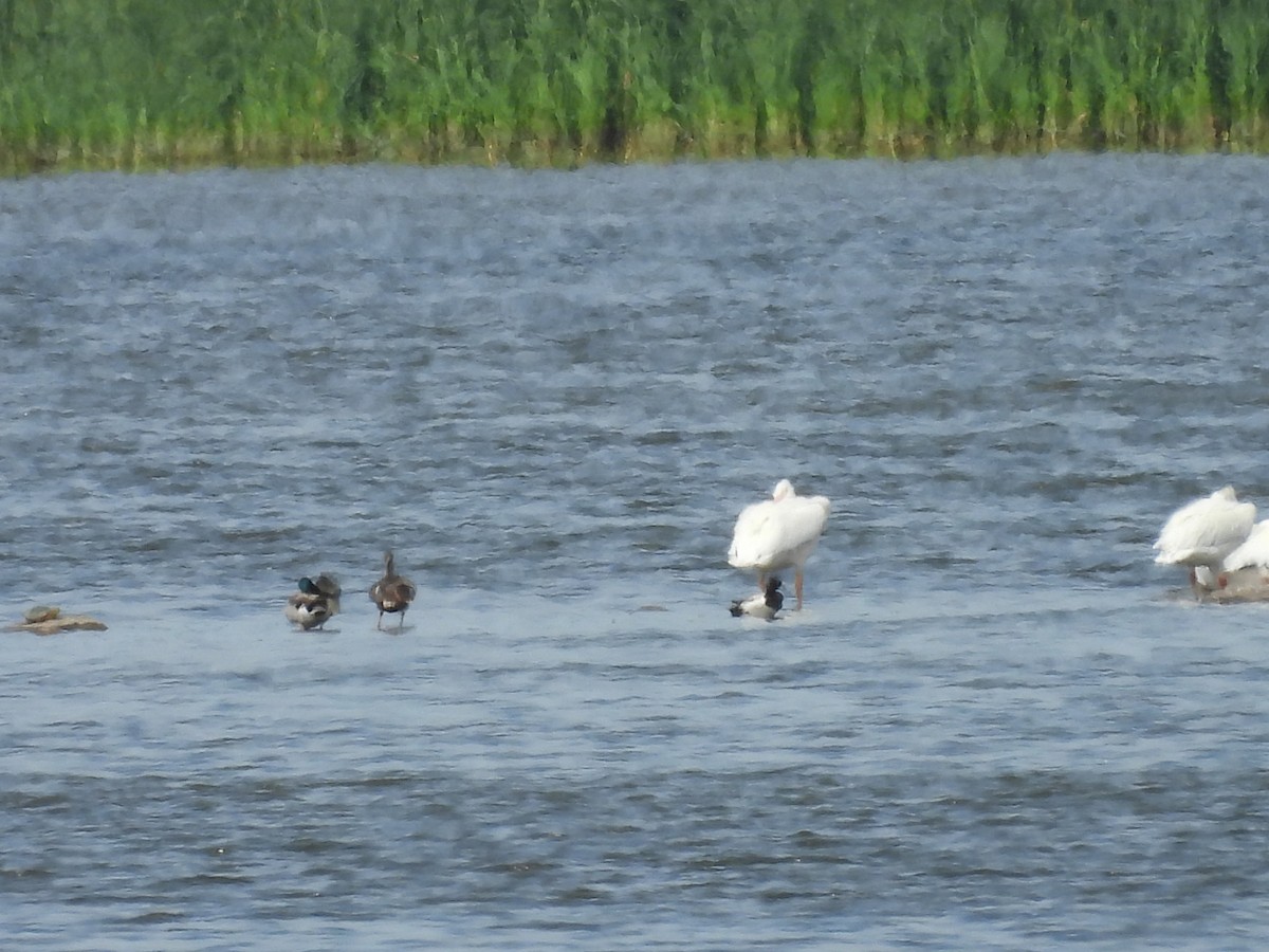 Greater/Lesser Scaup - ML620628863