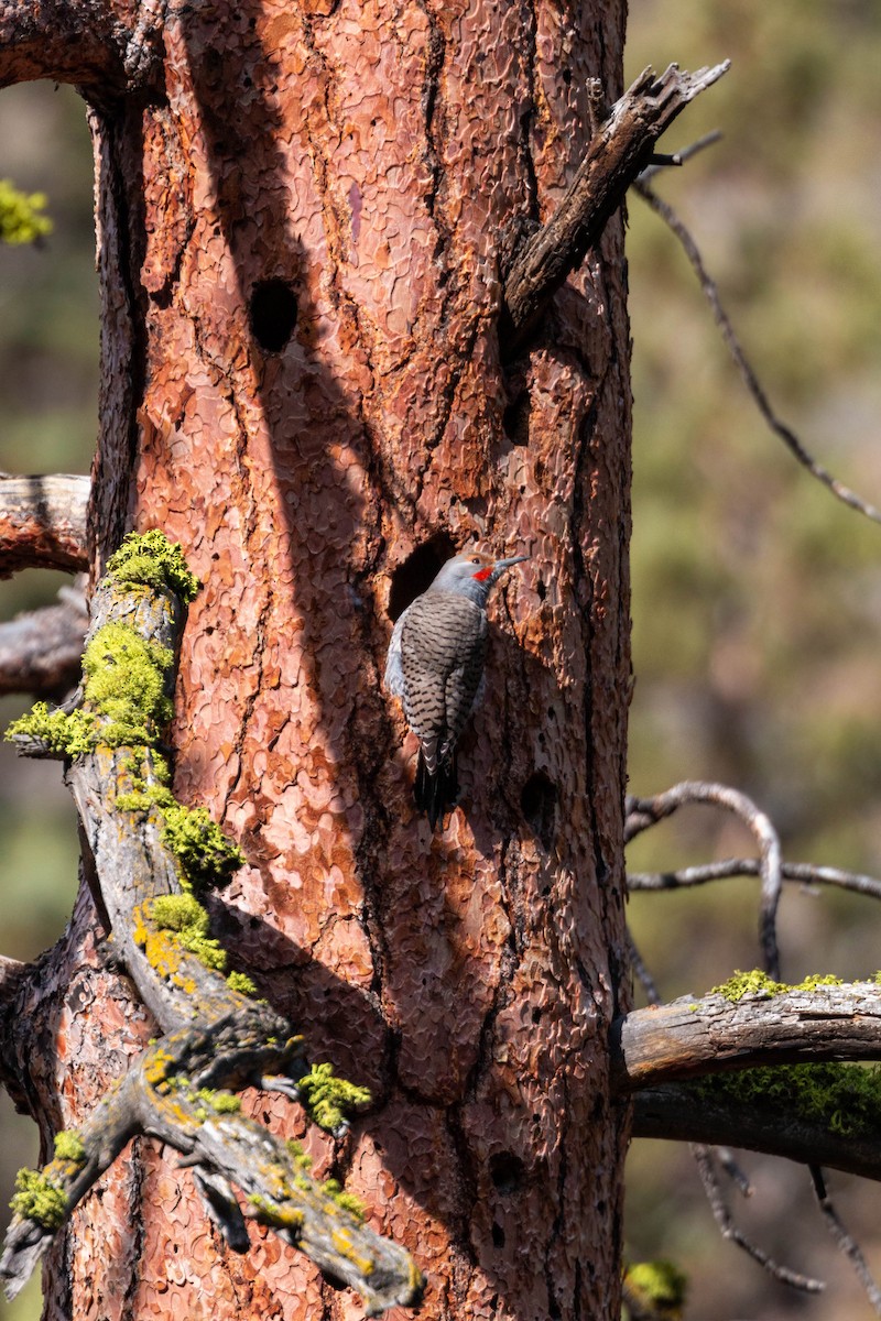 Northern Flicker - ML620628864