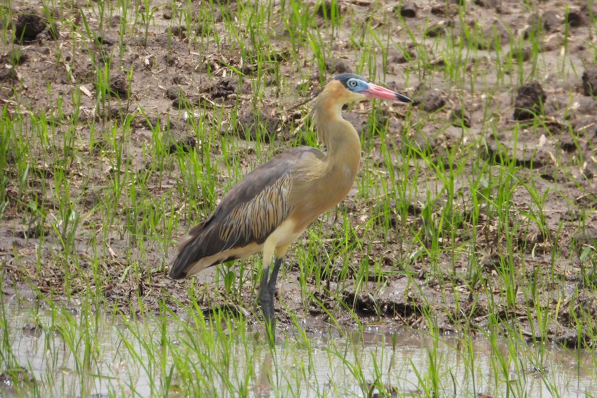 Whistling Heron - ML620628873