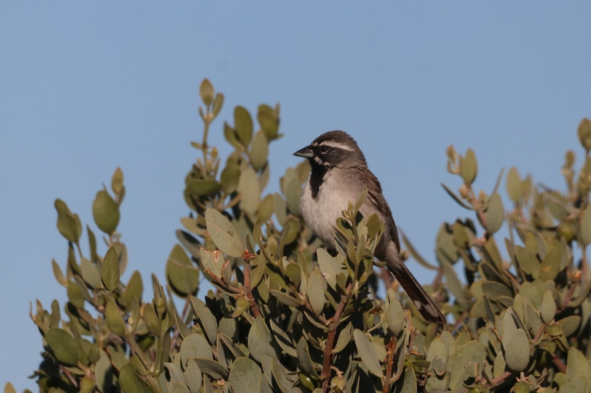 Black-throated Sparrow - ML620628874