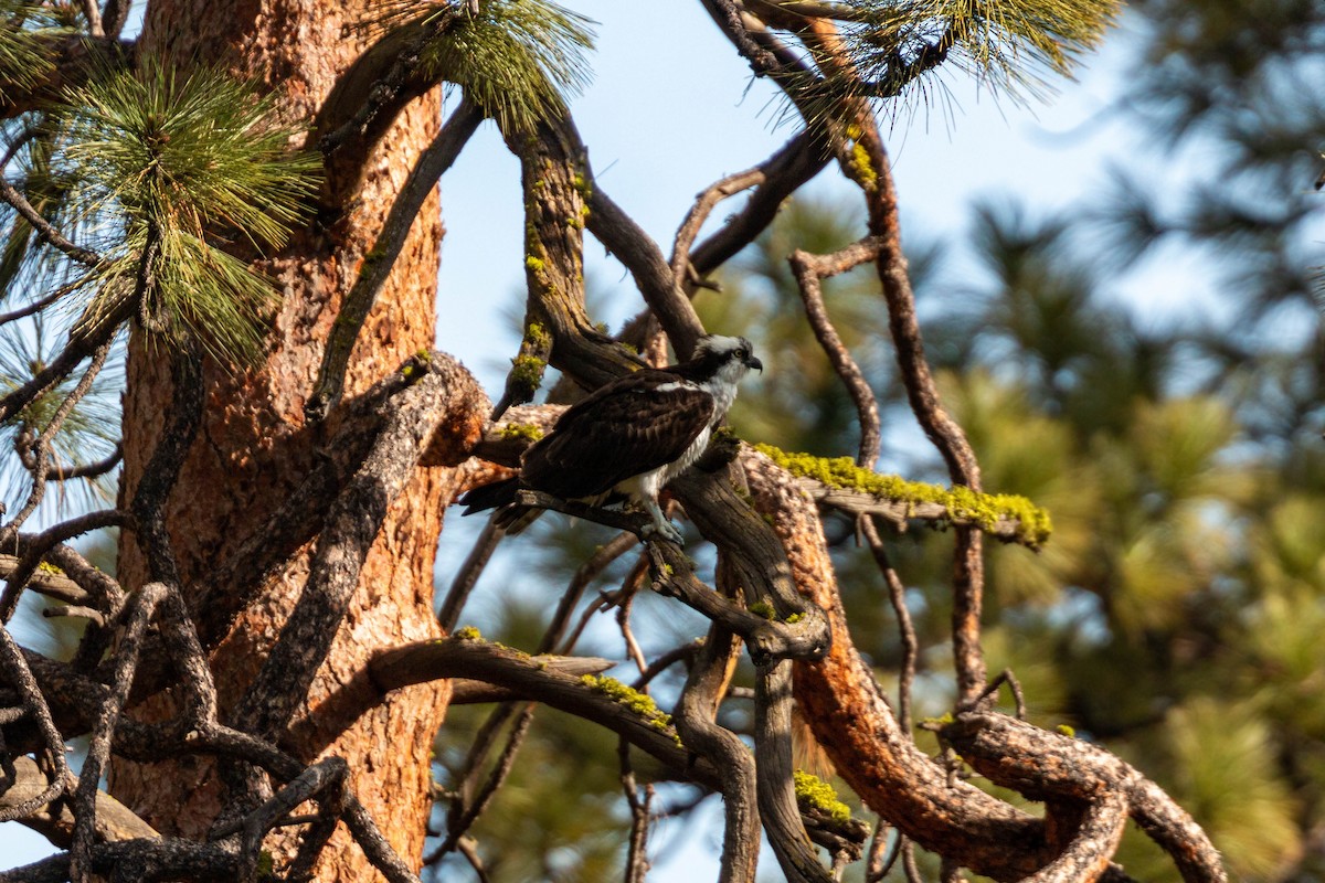 Osprey - ML620628878