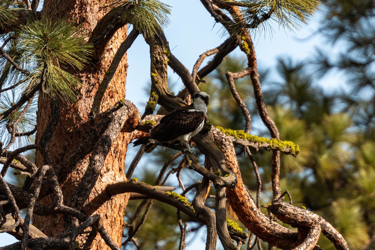 Osprey - ML620628879