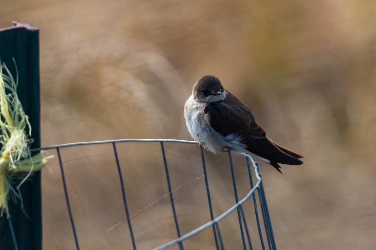 Golondrina Aserrada - ML620628880