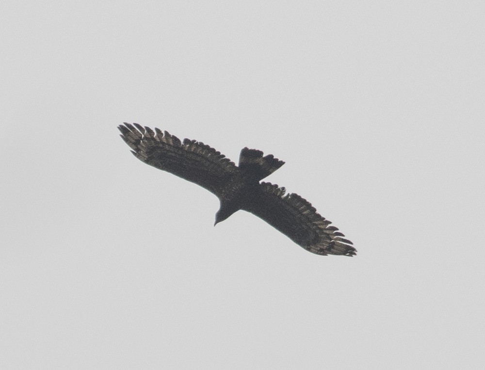 Oriental Honey-buzzard - ML620628881