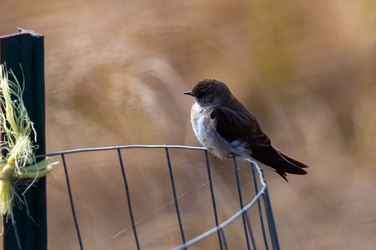 Northern Rough-winged Swallow - ML620628882