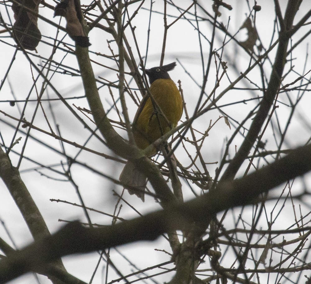 Bulbul à huppe noire - ML620628883