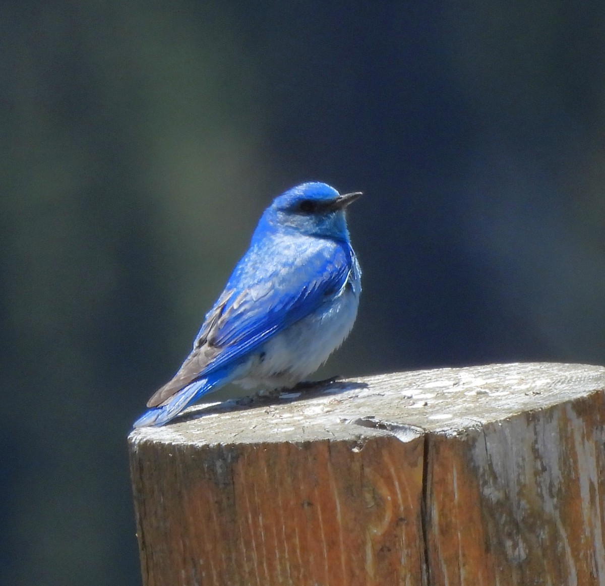 Mountain Bluebird - Derek Heins