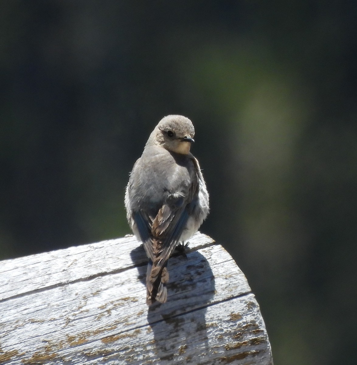 Mountain Bluebird - ML620628885