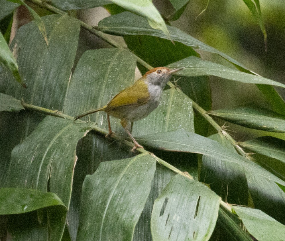 Dark-necked Tailorbird - ML620628886