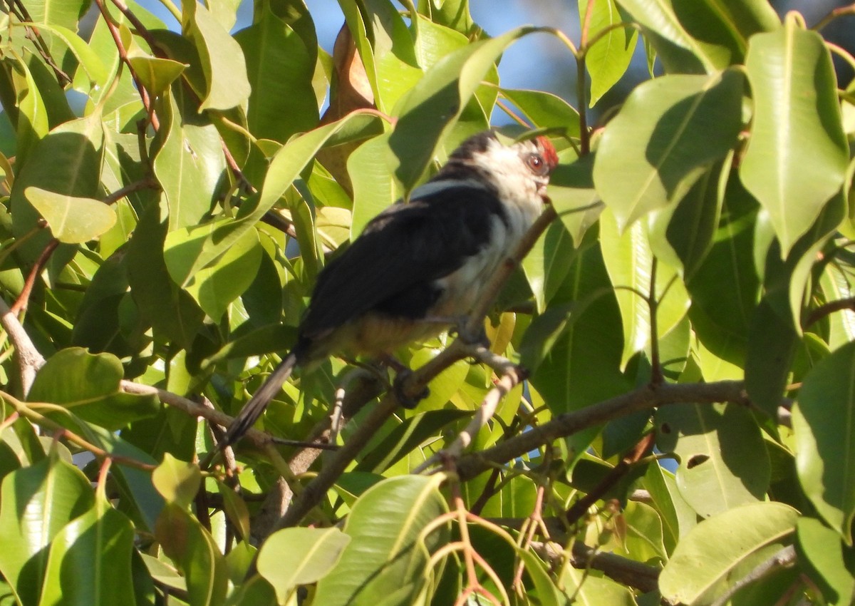 Black-backed Barbet - ML620628887