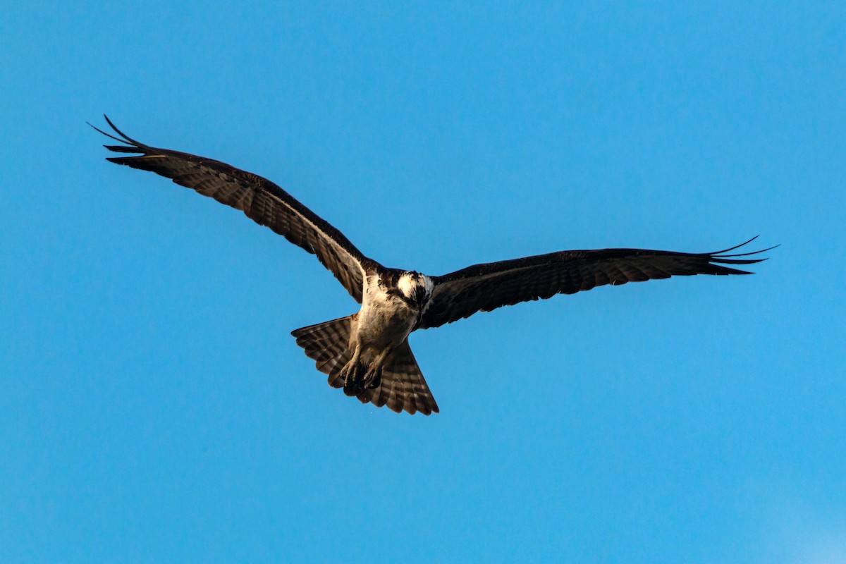 Balbuzard pêcheur - ML620628889